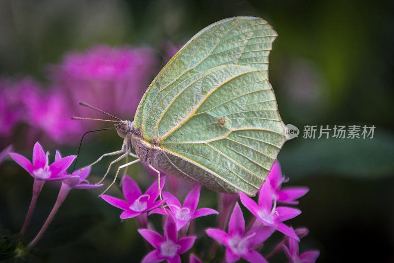 蝴蝶 - 戈纳普特瑞克斯・哈姆尼